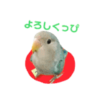 コザクラインコのティミーです。（個別スタンプ：38）