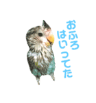 コザクラインコのティミーです。（個別スタンプ：39）