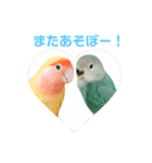 コザクラインコのティミーです。（個別スタンプ：40）