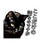 黒猫くろねこクロネコ鈴木さんのスタンプ（個別スタンプ：1）