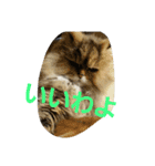 kittylife（個別スタンプ：3）