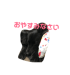 黒犬なお日常スタンプです！（個別スタンプ：13）