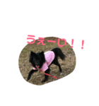 黒犬なお日常スタンプです！（個別スタンプ：16）