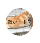 太った犬のスタンプ（個別スタンプ：5）