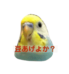 セキセイインコの日常スタンプ（個別スタンプ：26）