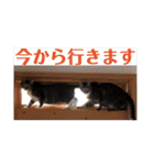 毎日猫たちと共に（個別スタンプ：20）