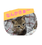 ネコからの言葉（個別スタンプ：8）