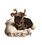 うちの可愛い猫ねねのスタンプ（個別スタンプ：8）