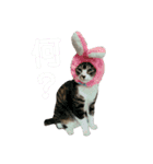 茶々丸とゆかいな子猫たち（個別スタンプ：9）