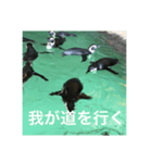 ペンギン格言（個別スタンプ：4）