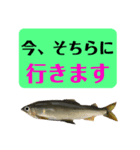 【デカ文字版2】鮎釣り中に使えるスタンプ（個別スタンプ：9）