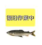 【デカ文字版2】鮎釣り中に使えるスタンプ（個別スタンプ：31）