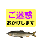 【デカ文字版2】鮎釣り中に使えるスタンプ（個別スタンプ：36）
