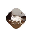 猫ももこの日常スタンプ（個別スタンプ：26）