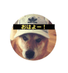 柴犬さだはるの日常♡（個別スタンプ：2）