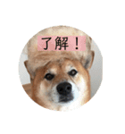 柴犬さだはるの日常♡（個別スタンプ：10）