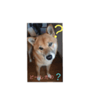 柴犬さだはるの日常♡（個別スタンプ：14）