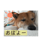 柴犬さだはるの日常♡（個別スタンプ：16）