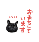 Mダックス＆猫★敬語（個別スタンプ：12）