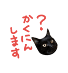 Mダックス＆猫★敬語（個別スタンプ：17）