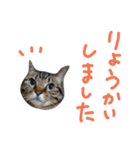 Mダックス＆猫★敬語（個別スタンプ：36）