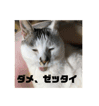 猫と猫のスタンプパート3（個別スタンプ：4）