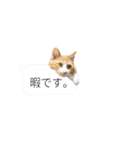 変顔美猫ねむちゃんのスタンプ（個別スタンプ：34）