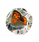 昆虫 蝶 蝉 蜂（個別スタンプ：1）