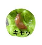 昆虫 蝶 蝉 蜂（個別スタンプ：10）