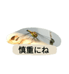 昆虫 蝶 蝉 蜂（個別スタンプ：11）