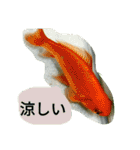 昆虫 蝶 蝉 蜂（個別スタンプ：13）