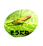 昆虫 蝶 蝉 蜂（個別スタンプ：18）