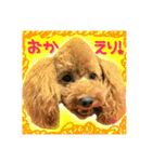 保護犬卒業生COCO君のイケかわ日常スタンプ（個別スタンプ：37）