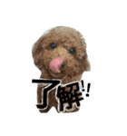 愛犬むぎちゃん（個別スタンプ：11）