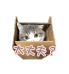 ねこさんがいっぱい（個別スタンプ：11）