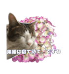 猫と花-丁寧語‐（個別スタンプ：23）