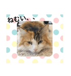 うちの−ねこ（個別スタンプ：3）