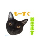 黒猫ぽんず様（個別スタンプ：14）