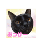 黒猫ぽんず様（個別スタンプ：21）