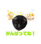 黒猫ぽんず様（個別スタンプ：22）