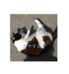 飼っているネコと野良ネコたち No.1（個別スタンプ：4）