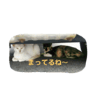 飼っているネコと野良ネコたち No.1（個別スタンプ：16）