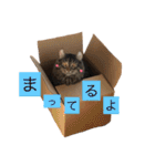 佐野家の猫たち（個別スタンプ：4）