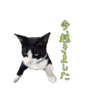 とても可愛らしい黒ネコ  猫実写（個別スタンプ：2）