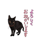 とても可愛らしい黒ネコ  猫実写（個別スタンプ：6）