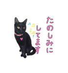 とても可愛らしい黒ネコ  猫実写（個別スタンプ：12）