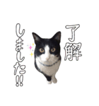 とても可愛らしい黒ネコ  猫実写（個別スタンプ：14）