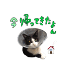 とても可愛らしい黒ネコ  猫実写（個別スタンプ：16）