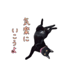 とても可愛らしい黒ネコ  猫実写（個別スタンプ：28）