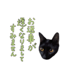 とても可愛らしい黒ネコ  猫実写（個別スタンプ：31）